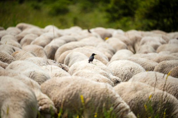 Group of black head sheep are standing on meadow.\nSölden - Germany.