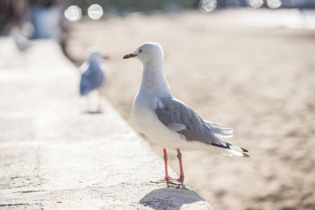 Seagull in focus, blurred people on the beach and sparkling water in the sunlight or in beach chair