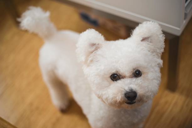 istock A white Bichon Frise dog looking up at the camera 2193124030