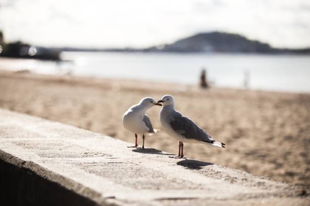Two seagulls standing on a concrete wall at the beach