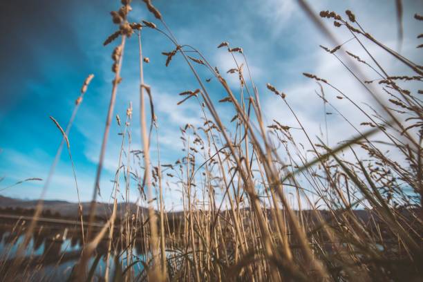 Field of wheat with blue sky and clouds