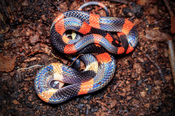 istock This is a Oxyrhopus petolarius snake 2193127311