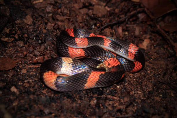 istock This is a Oxyrhopus petolarius snake 2193127334