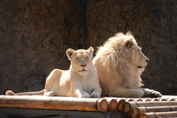 istock Lion and lioness lying to gether outdoor 2193127357