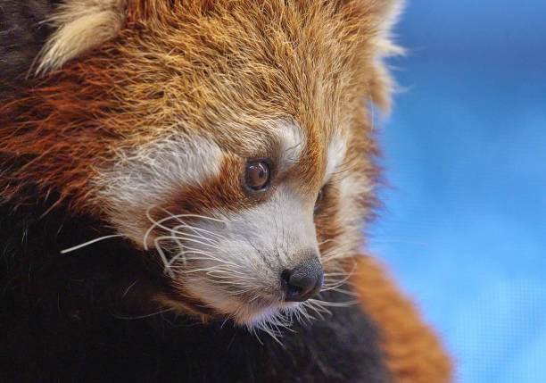 Red panda close-up portrait. Red panda face.