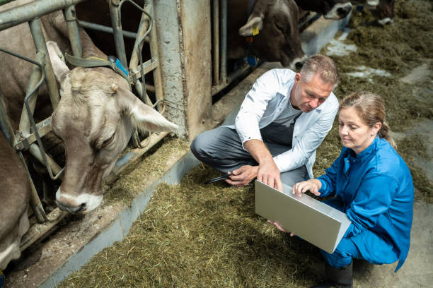 A veterinarian visiting a cow dairy farm A veterinarian on a visit to a dairy farm talks to the female owner by the cow stalls, inspects the quality of the hay for the cows and data on the health of the cows, breeding results on a notebook. The veterinarian and the herd owner are in work uniforms and boots. view from above. Practical Implementation Guide for Farmers and Businesses in livestock stock pictures, royalty-free photos & images