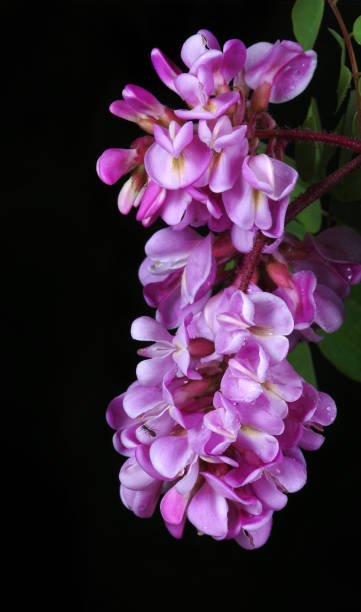 istock pink acacia flowers in water drops isolated on black 2193129106