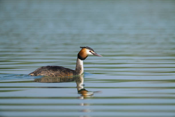istock Great crested grebe swimming on a lake 2193129844