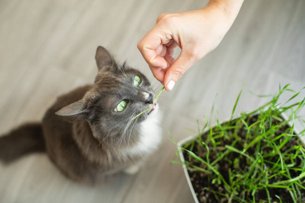 Cute grey cat eating at home