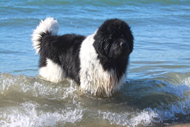 Newfoundland rescue dog in the sea