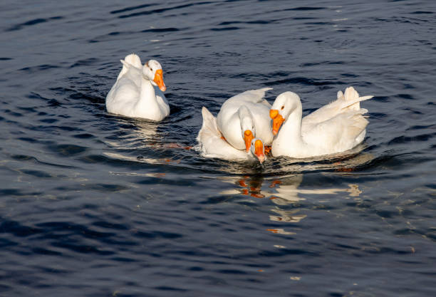 istock family of geese 2193131796