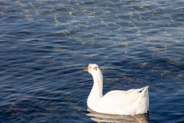 istock family of geese 2193131800