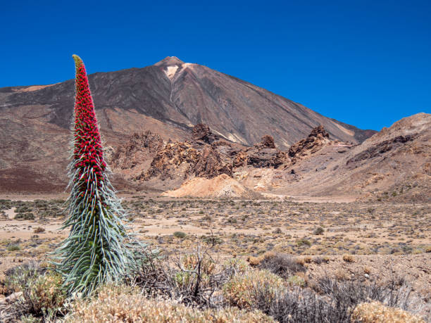 The Echium wildpretii is a common plant in the Teide National Park, which mostly grows in spring.