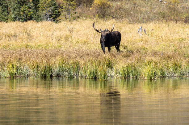 a bull moose during the rut in Grand Teton National Park Wyoming in autumn