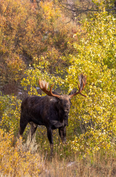 istock Bull Moose During the Fall Rut in Wyoming 2193132828