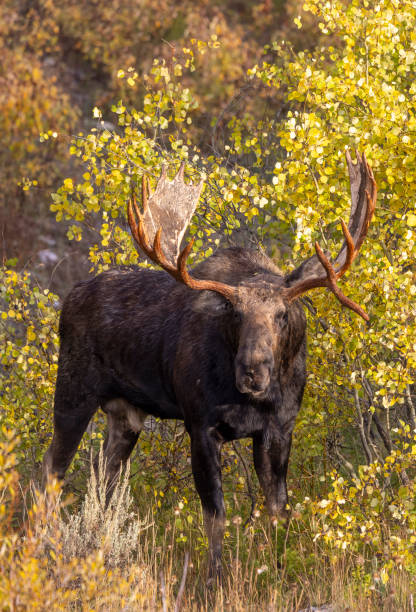 istock Bull Moose During the Fall Rut in Wyoming 2193132846