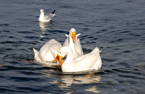 istock family of geese 2193132865