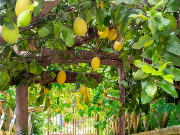 istock Lemon garden of Sorrento 2193133020