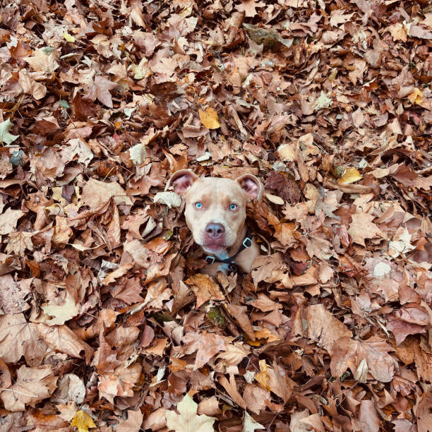 istock Cute dog in leaves 2193133211