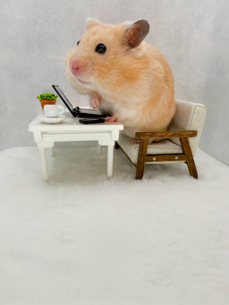 istock Cute Syrian hamster working on a computer in a grey and white office 2193133444