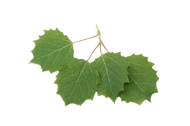 bigtooth aspen leaves