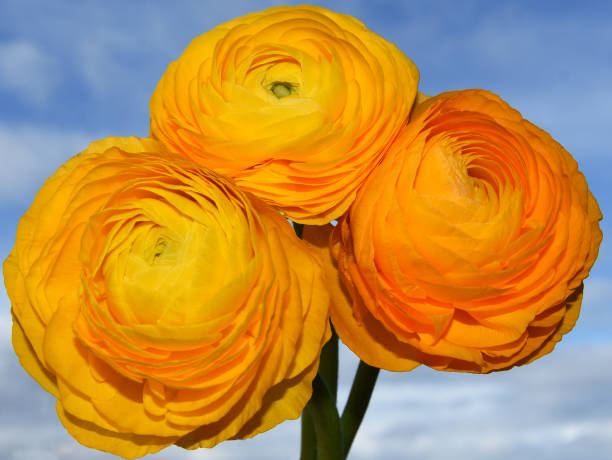 istock Close up on yellow ranunculus flower 2193133775