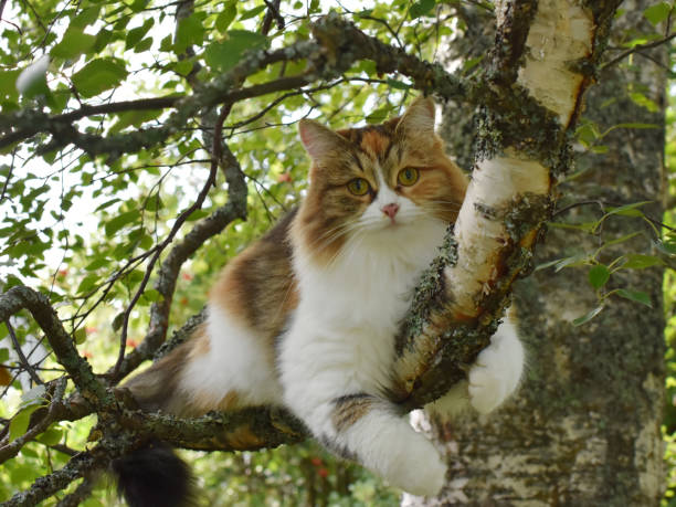 istock siberian longhair cat outdoor climbing tree 2193133811