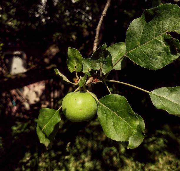 Unripe Green Apple on a Branch