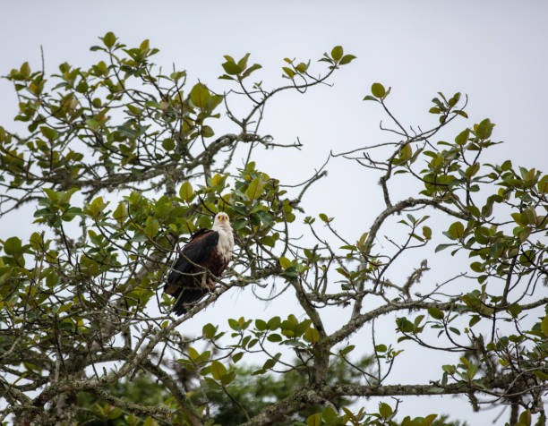 istock African fish eagle perched on a tree branch, white head and chest wild bird, dark brown and black body feathers 2193134803