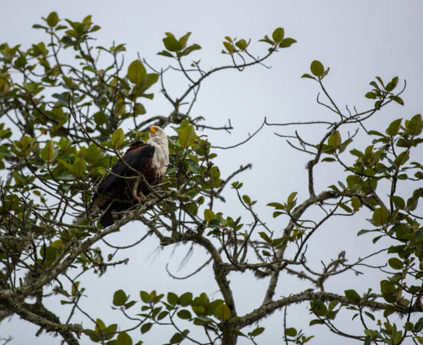 istock African fish eagle perched on a tree branch, white head and chest wild bird, dark brown and black body feathers 2193134808