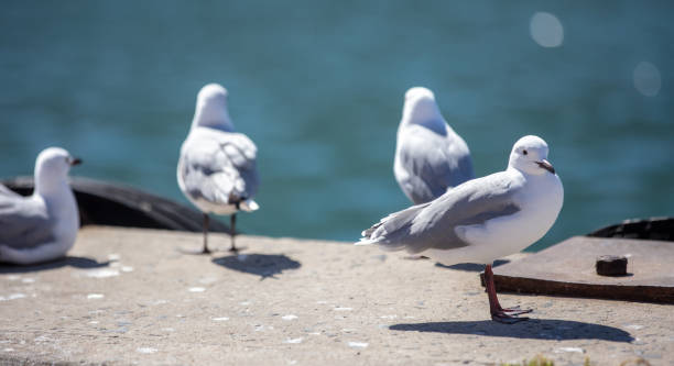 istock Seagulls, Hartlaub Gulls standing on a concrete dock at harbor, blur Atlantic ocean water 2193134812