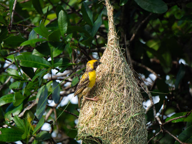 istock Yala, Sri Lanka: A baya weaver bird builds it's nest 2193135019