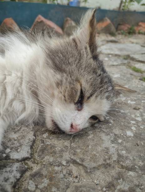 istock Serene Feline Slumber: A Peaceful Cat Resting on Textured Pavement Captured 2193135095