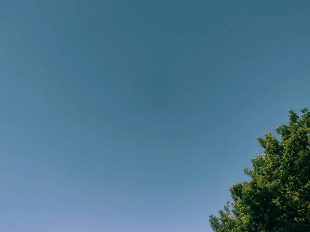 Serene Blue Sky Gradient and Lush Green Tree Canopy - Perfect for Calm Backgrounds or Wallpapers