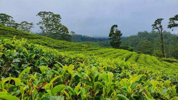 istock Nuwara Elija, Sri Lanka: A tea plantation 2193135765