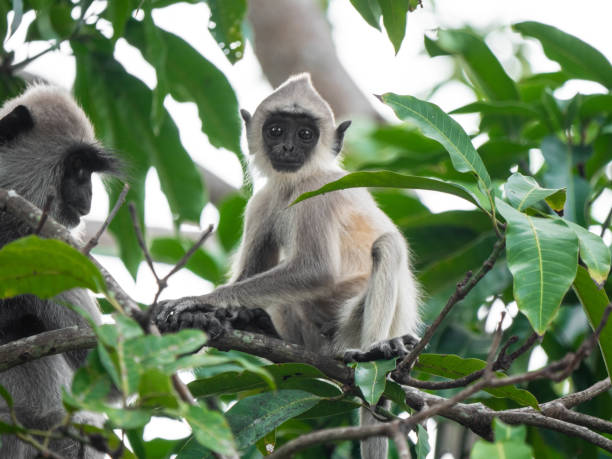 Yala, Sri Lanka: A young purple-faced langur close-up