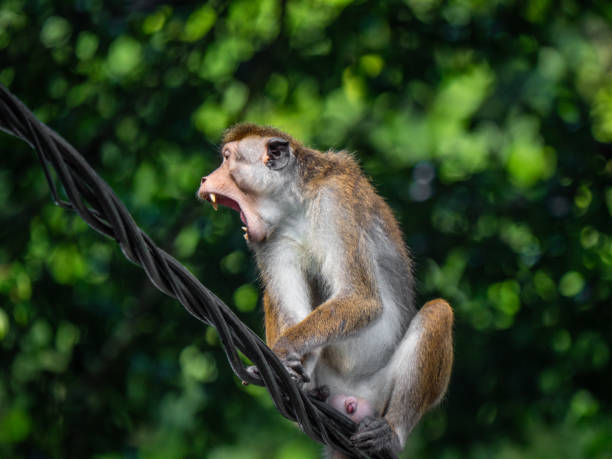 istock Kandy, Sri Lanka: A toque makake on an electric wire 2193136560