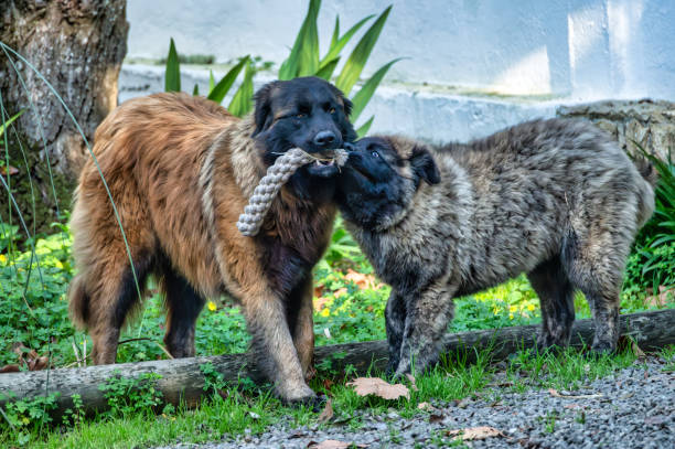 serra da estrela portuguese dog Two fluffy Serra da Estrela dogs playing tug-of-war with a rope toy in a lush green outdoor setting. Estrela Mountain Dog stock pictures, royalty-free photos & images