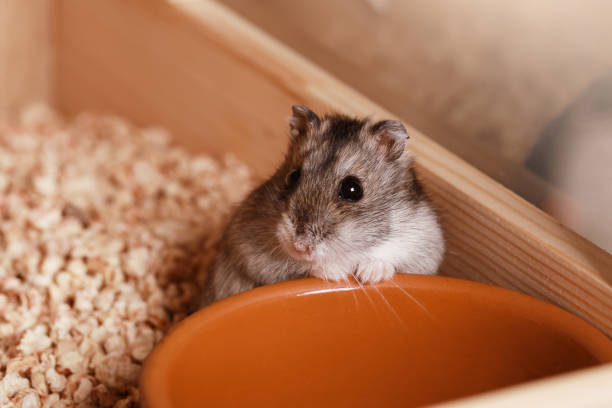 Funny fluffy Syrian hamster sits on a handful of seeds and eats and stuffs his cheeks with stocks. Food for a pet rodent, vitamins. Close-up