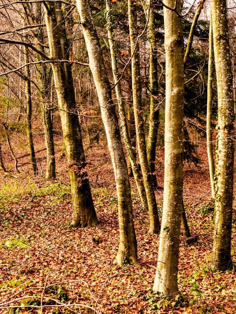 istock Reverie in the woods 1 2193138119