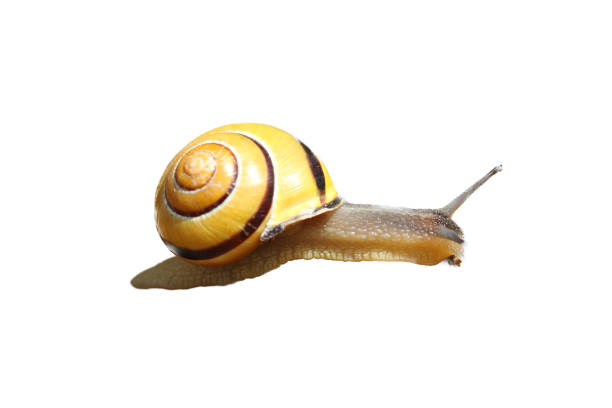 The grove snail, brown-lipped snail or Lemon snail (Cepaea nemoralis) is a species of air-breathing land snail, a terrestrial pulmonate gastropod mollusc.
