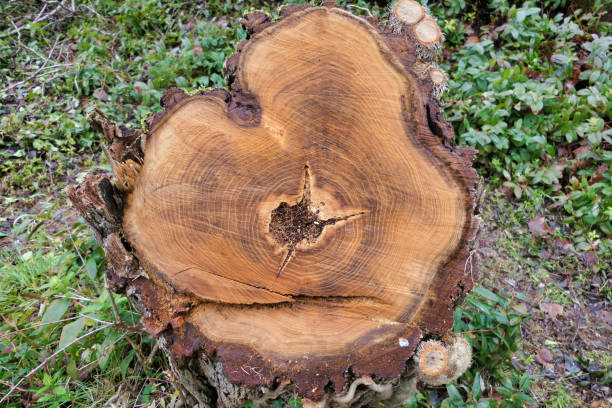 istock Cross section of a felled acacia tree 2193140044
