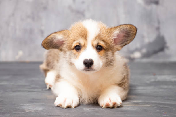 istock Pembroke Welsh Corgi puppy on a uniform gray background 2193141131