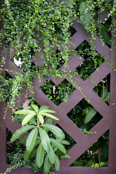 istock tropical plants and wooden fence 2193143038