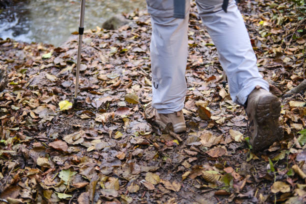 Hiker using trekking poles while walking on a path covered in fallen leaves near a stream in a forest in barcelona, spain