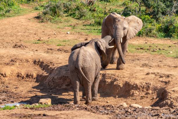 istock Elephants fighting, Kruger National Park, South Africa 2193144965