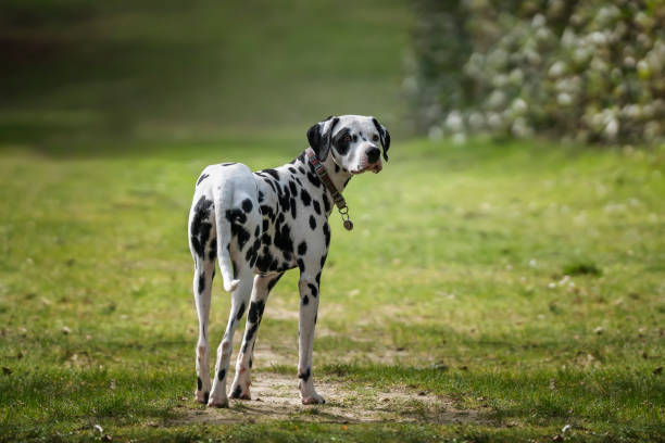 istock dalmatian dog standing and looking back by the forest 2193145021