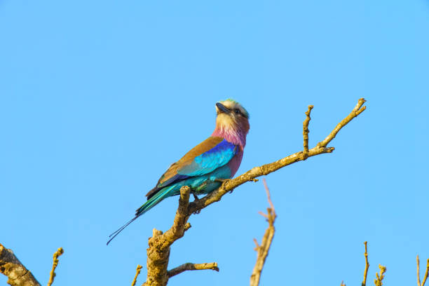 istock Lilac breasted roller, in Kruger National Park, South Africa 2193145038
