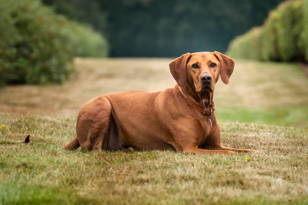istock Vizsla dog in the grass field 2193145237