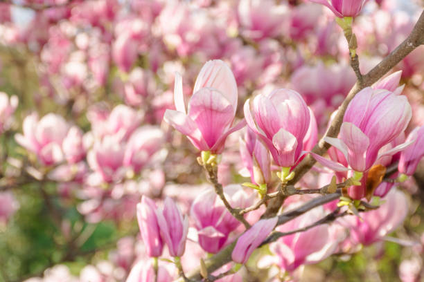 istock magnolia soulangeana in full bloom 2193148024